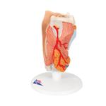 Kehlkopfmodell 2-teilig - 3B Smart Anatomy / Bild 3