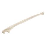 Elle, Ulna, rechts ORTHObones Standard / Bild 2