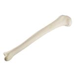 Schienbein Tibia rechts ORTHObones Standard / Bild 1