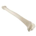 Schienbein Tibia rechts ORTHObones Standard / Bild 2