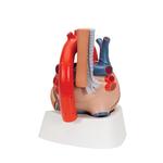 Herzmodell 7-teilig - 3B Smart Anatomy / Bild 6