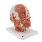 Kopfmodell mit Muskulatur & Nerven - 3B Smart Anatomy / Bild 2