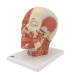 Kopfmodell mit Muskulatur & Nerven - 3B Smart Anatomy / Bild 6