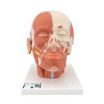 Kopfmodell mit Muskulatur - 3B Smart Anatomy / Bild 1