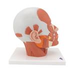 Kopfmodell mit Muskulatur - 3B Smart Anatomy / Bild 3