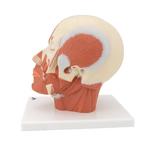 Kopfmodell mit Muskulatur - 3B Smart Anatomy / Bild 5