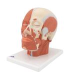 Kopfmodell mit Muskulatur - 3B Smart Anatomy / Bild 6