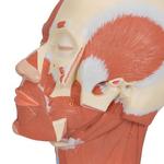 Kopfmodell mit Muskulatur - 3B Smart Anatomy / Bild 7