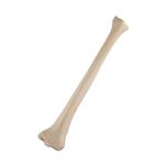 Schienbein, Tibia, links, ORTHObones Standard / Bild 1