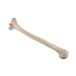 Oberarmknochen, Humerus, links ORTHObones Standard / Bild 1