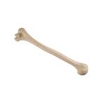 Oberarmknochen, Humerus, links ORTHObones Standard / Bild 2