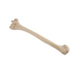 Oberarmknochen, Humerus, links ORTHObones Standard / Bild 3