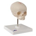 Fetus Schädel Modell auf Stativ - 3B Smart Anatomy / Bild 2