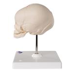 Fetus Schädel Modell auf Stativ - 3B Smart Anatomy / Bild 3