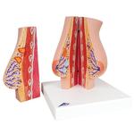 Weibliches Brustmodell - 3B Smart Anatomy / Bild 2