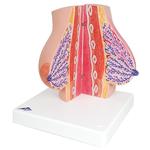 Weibliches Brustmodell - 3B Smart Anatomy / Bild 3