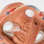 Herzmodell 7-teilig - 3B Smart Anatomy / Bild 4