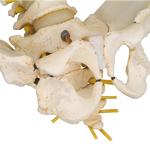 Wirbelsäule Modell kindlich BONElike™ - 3B Smart Anatomy / Bild 6