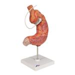 Magenbandmodell - 3B Smart Anatomy / Bild 2