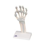 Hand mit elastischen Bänder (links) - 3B Smart Anatomy / Bild 5