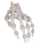 Hand mit elastischen Bänder (links) - 3B Smart Anatomy / Bild 6