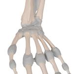 Hand mit elastischen Bänder (links) - 3B Smart Anatomy / Bild 8