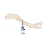 Schlüsselbein Modell - 3B Smart Anatomy / Bild 1