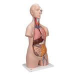 Torso Modell standard geschlechtsneutral 12-teilig  / Bild 2