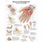 Lehrtafel - Hand und Handgelenk / Bild 1