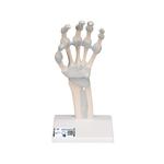 Hand mit elastischen Bänder (links) - 3B Smart Anatomy / Bild 1