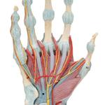 Handskelett Modell mit Bändern & Muskeln / Bild 6