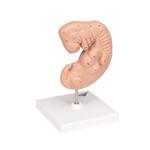 Embryo Modell 25-fache Grösse - 3B Smart Anatomy / Bild 3