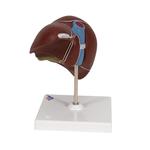 Lebermodell mit Gallenblase - 3B Smart Anatomy / Bild 5