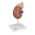 Nierenmodell mit Nebenniere 2-teilig - 3B Smart Anatomy / Bild 2