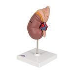 Nierenmodell mit Nebenniere 2-teilig - 3B Smart Anatomy / Bild 6