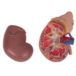 Nierenmodell mit Nebenniere 2-teilig - 3B Smart Anatomy / Bild 7