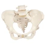 Becken-Skelett, weiblich / Bild 1