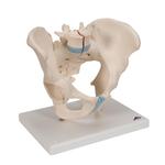 Männliches Becken Modell 3- teilig 3B Smart Anatomy / Bild 2