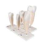 Zahnmodell Serie 5 Modelle - 3B Smart Anatomy / Bild 6