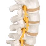 Lendenwirbelsäulenmodell beweglich auf Stativ / Bild 6