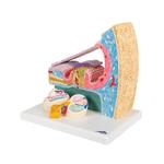 Cortisches Organ Innenohrmodell - 3B Smart Anatomy / Bild 6