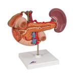 Modell der hinteren Oberbauchorgane - 3B Smart Anatomy / Bild 2