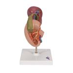 Modell der hinteren Oberbauchorgane - 3B Smart Anatomy / Bild 3