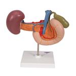 Modell der hinteren Oberbauchorgane - 3B Smart Anatomy / Bild 4