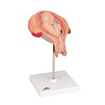 Fetus Modell 5. Monat Steisslage - 3B Smart Anatomy / Bild 2