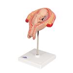 Fetus Modell 5. Monat Steisslage - 3B Smart Anatomy / Bild 6