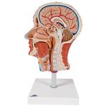 Kopfmodell Halbes mit Muskulatur - 3B Smart Anatomy / Bild 1