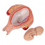 Fetus Modell 5. Monat Steisslage - 3B Smart Anatomy / Bild 7