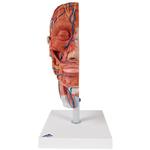 Kopfmodell Halbes mit Muskulatur - 3B Smart Anatomy / Bild 2