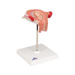 Fetus Modell 3. Monat - 3B Smart Anatomy / Bild 2